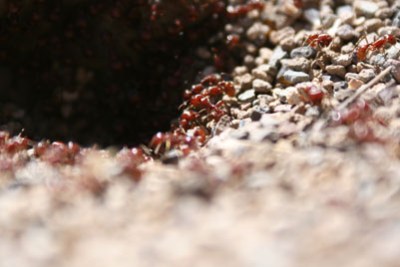 en la boca del hormiguero_ jul 2009